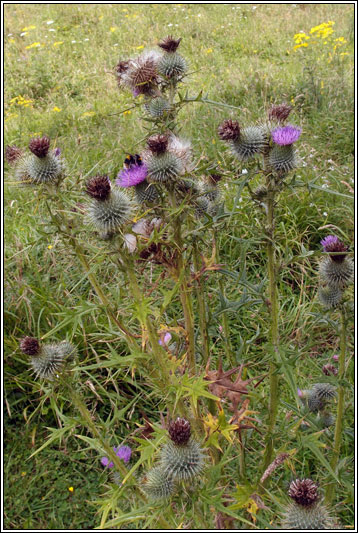 Spear Thistle, Cirsium vulgare