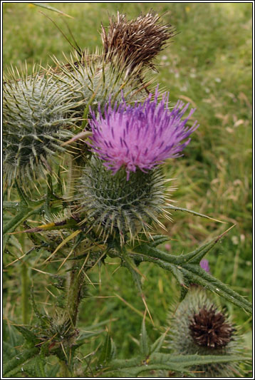 Spear Thistle, Cirsium vulgare