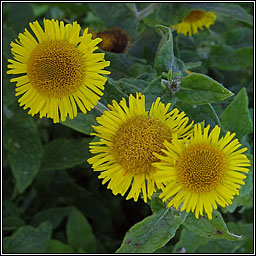 Common Fleabane, Pulicaria dysenterica