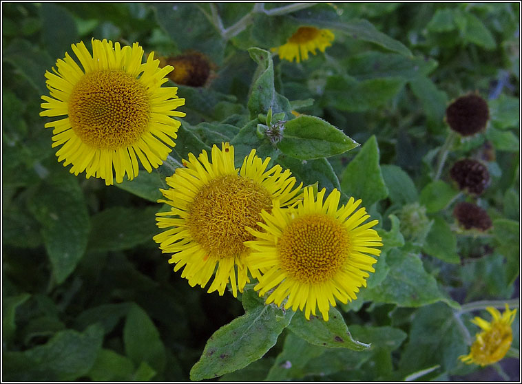 Common Fleabane, Pulicaria dysenterica