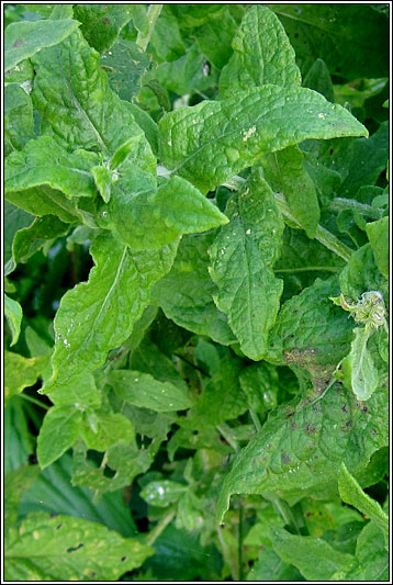 Common Fleabane, Pulicaria dysenterica