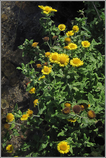 Common Fleabane, Pulicaria dysenterica