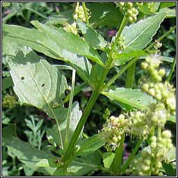 Annual Mercury, Mercurialis annua