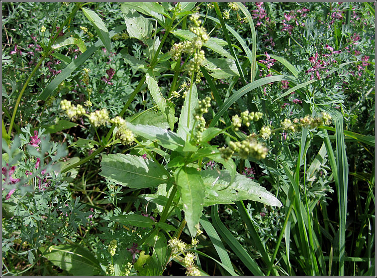 Annual Mercury, Mercurialis annua