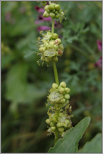 Annual Mercury, Mercurialis annua