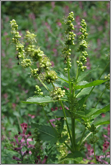Annual Mercury, Mercurialis annua