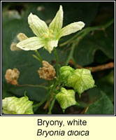 Bryony, white, Bryonia dioica