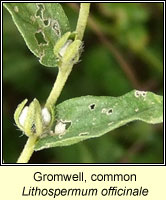 Gromwell, common, Lithospermum officinale