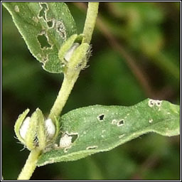 Common Gromwell, Lithospermum officinale