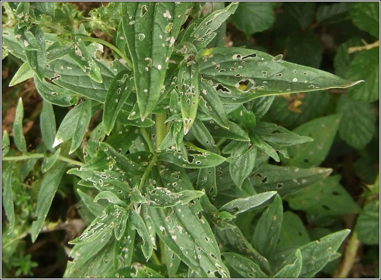 Common Gromwell, Lithospermum officinale