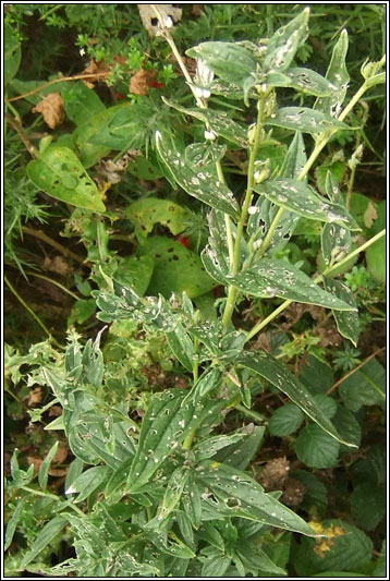 Common Gromwell, Lithospermum officinale