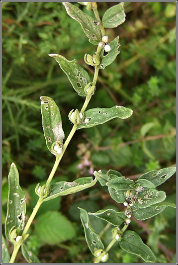 Common Gromwell, Lithospermum officinale