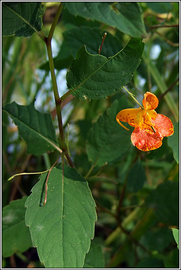 Orange Balsam, Impatiens capensis