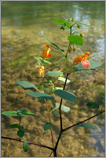 Orange Balsam, Impatiens capensis