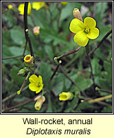 Wall-rocket, Annual, Diplotaxis muralis