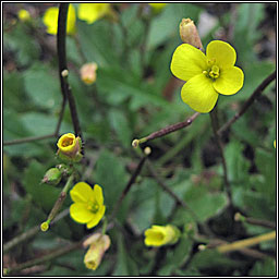 Annual Wall-rocket, Diplotaxis muralis