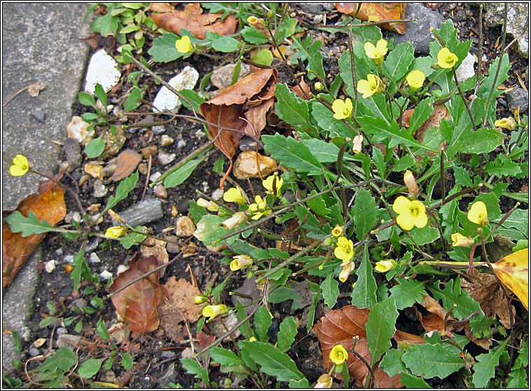 Annual Wall-rocket, Diplotaxis muralis