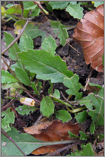 Annual Wall-rocket, Diplotaxis muralis