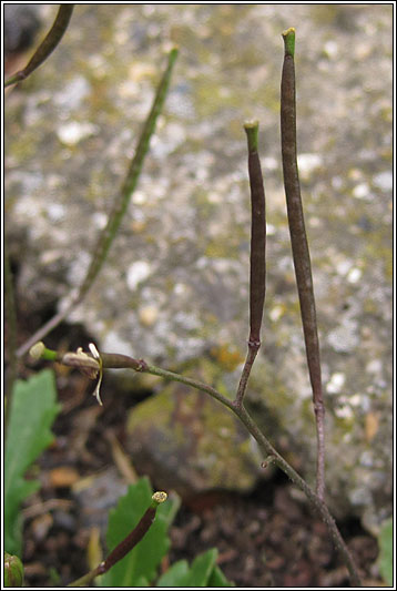 Annual Wall-rocket, Diplotaxis muralis