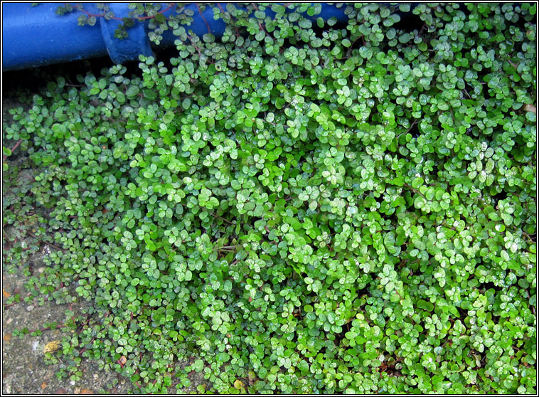 Mind-your-own-business, Soleirolia soleirolii