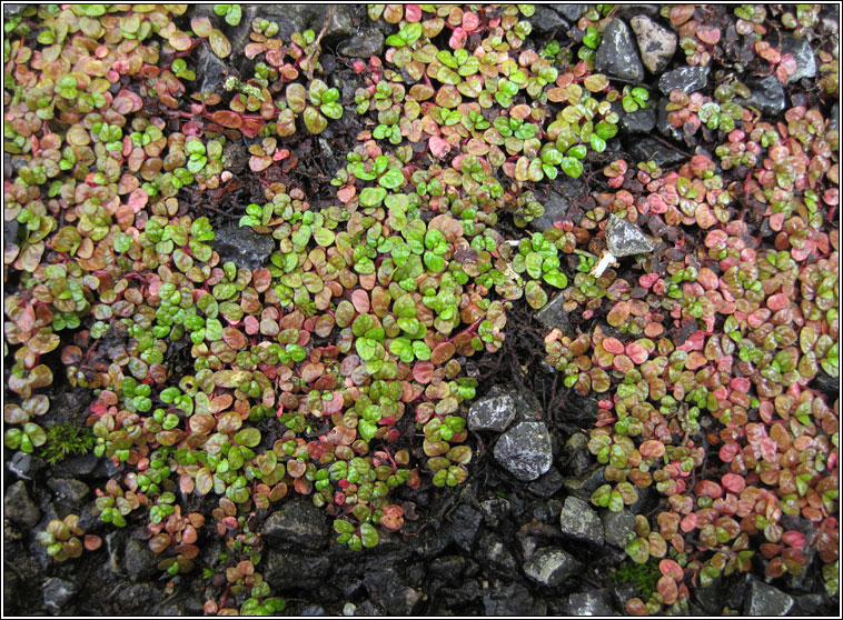 Mind-your-own-business, Soleirolia soleirolii