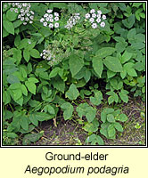 Ground-elder, Aegopodium podagria