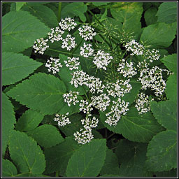 Ground-elder, Aegopodium podagraria