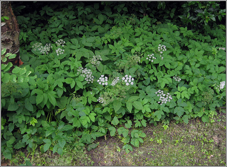 Ground-elder, Aegopodium podagraria