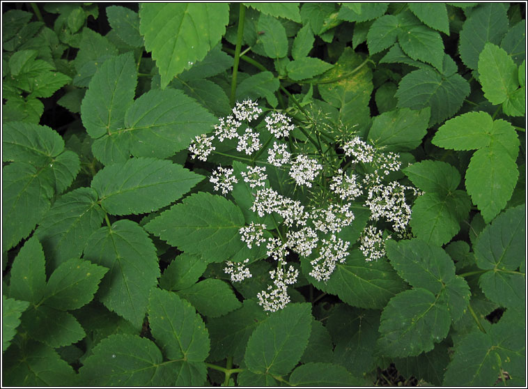 Ground-elder, Aegopodium podagraria