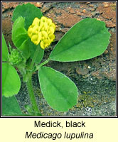 Medick, Black, Medicago lupulina