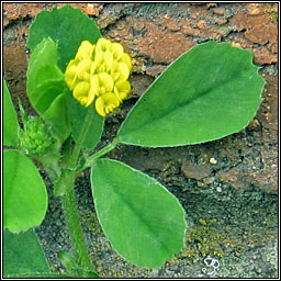 Black Medick, Medicago lupulina