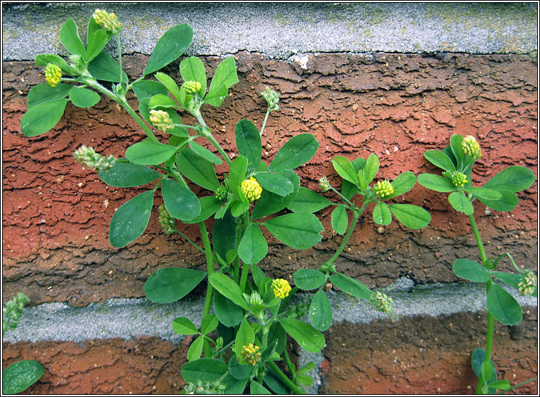 Black Medick, Medicago lupulina