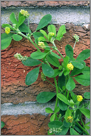 Black Medick, Medicago lupulina