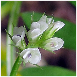 Hairy Tare, Vicia hirsuta