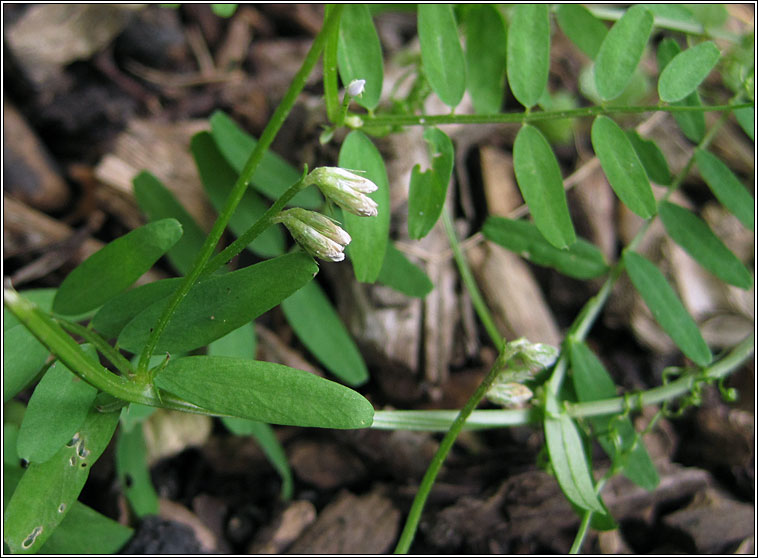 Hairy Tare, Vicia hirsuta