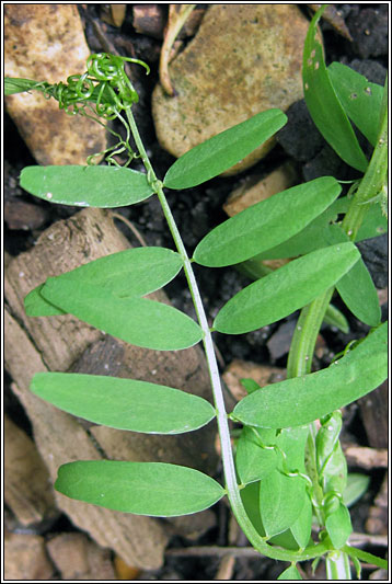 Hairy Tare, Vicia hirsuta