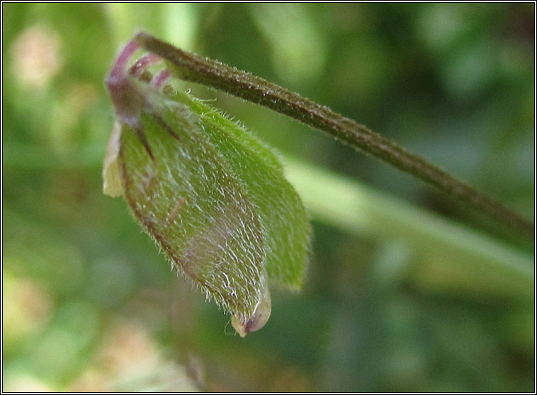 Hairy Tare, Vicia hirsuta