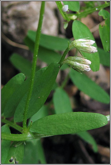 Hairy Tare, Vicia hirsuta