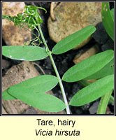 Tare, Hairy, Vicia hirsuta