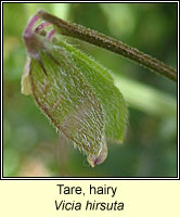 Tare, Hairy, Vicia hirsuta