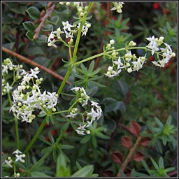 Hedge Bedstraw, Galium album, Gallium mollugo