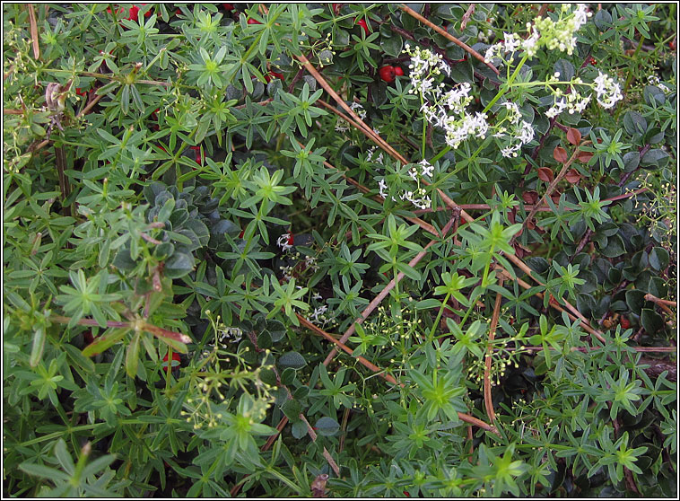 Hedge Bedstraw, Galium mollugo