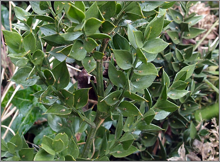 Butcher's Broom, Ruscus aculeatus