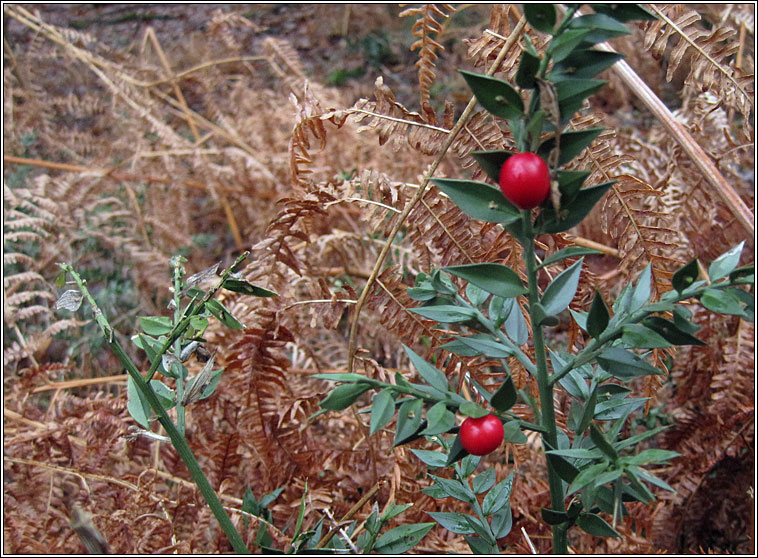 Butcher's Broom, Ruscus aculeatus