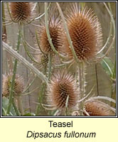 Teasel, Dipsacus fullonum