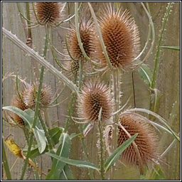 Teasel, Dipsacus fullonum