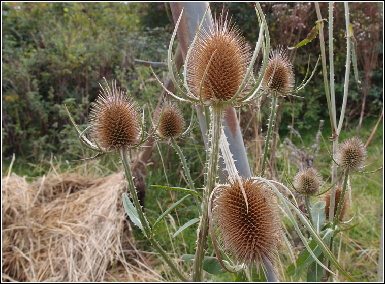 Teasel, Dipsacus fullonum