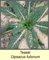 Teasel, Dipsacus fullonum