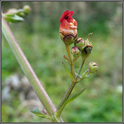 Water Figwort, Scrophularia auriculata