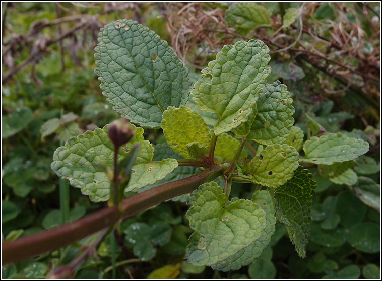 Water Figwort, Scrophularia auriculata